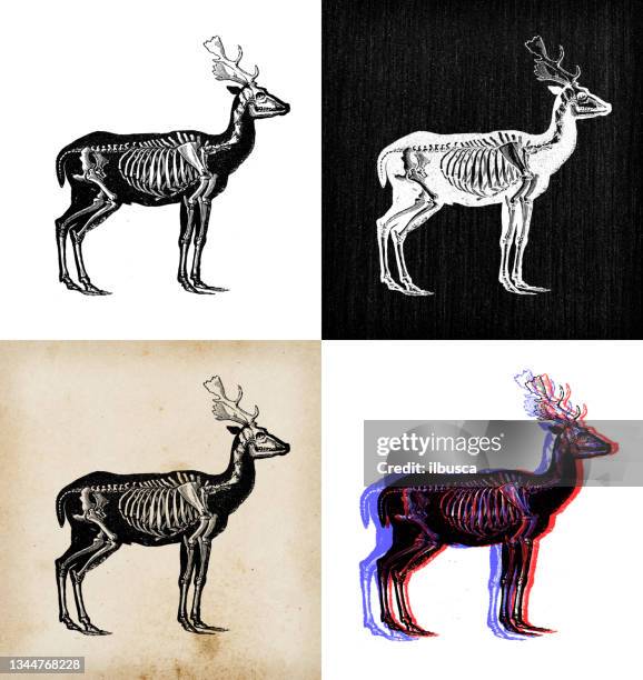 antique animal illustration: deer skeleton - deer skull stock illustrations