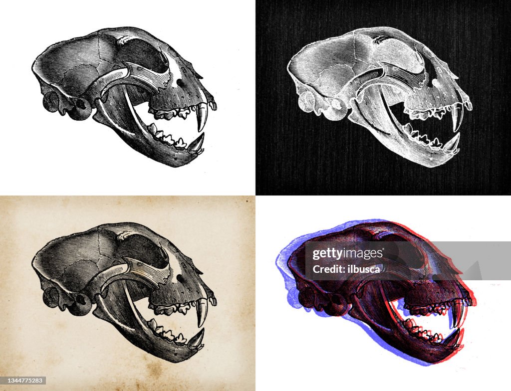 Antique animal illustration: cheetah skull (Acinonyx jubatus)