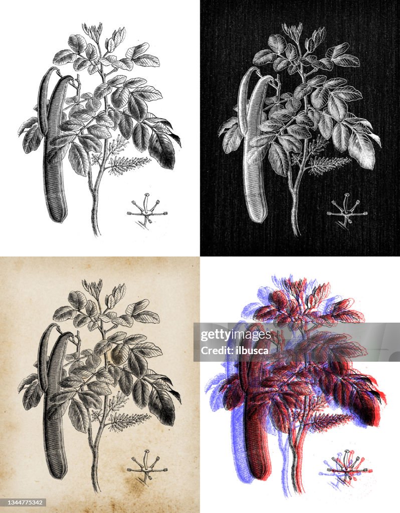 Antique botany illustration: carob (Ceratonia siliqua)