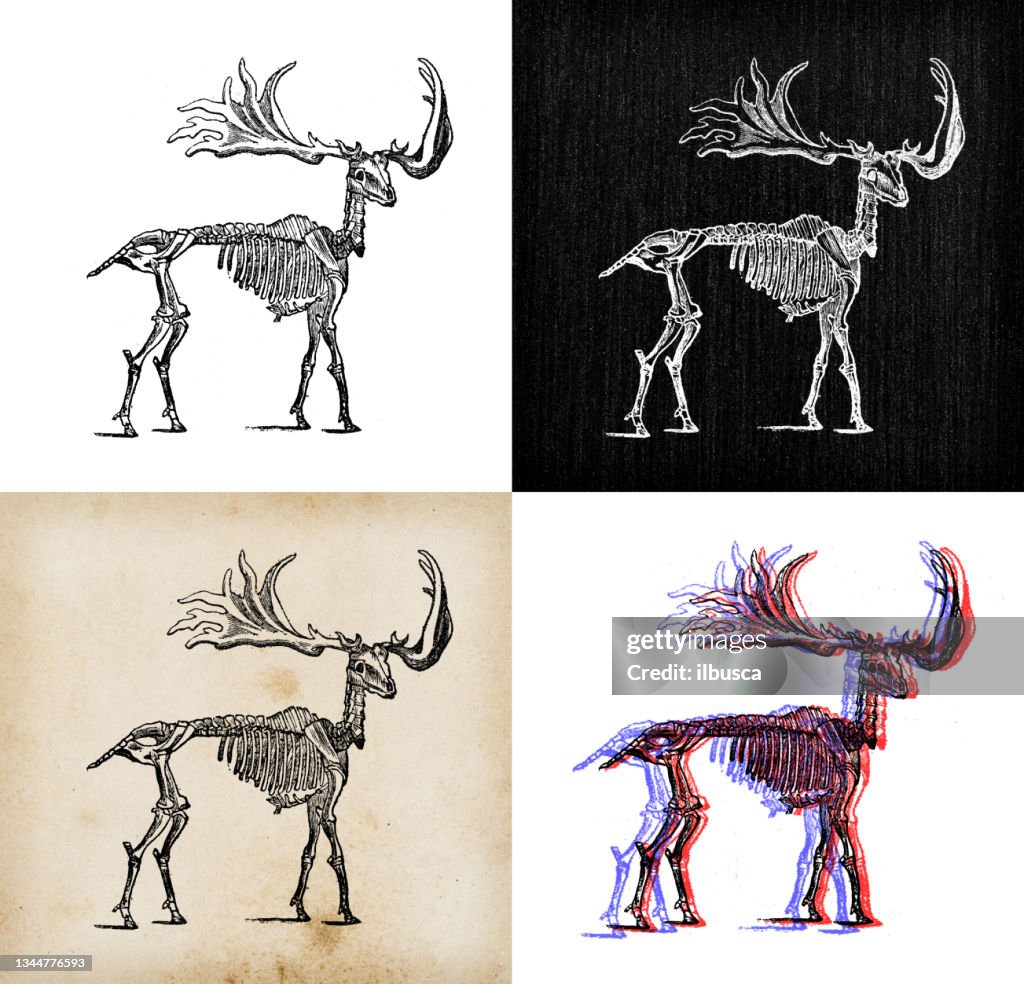 Antique animal illustration: Irish elk (Megaloceros giganteus), giant deer, Irish deer