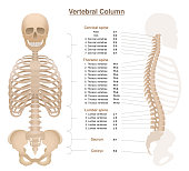 Skeleton with spine, thorax, pelvic bone and skull - labeled vertebral column chart with names and numbers of the vertebras. Isolated vector illustration on white background.