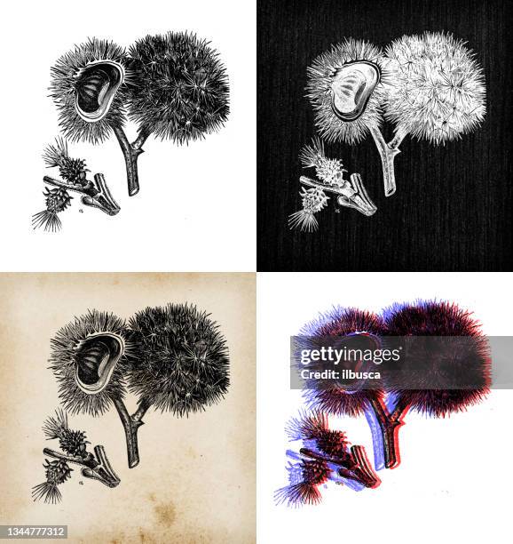 antique botany illustration: chestnut tree - chestnut tree stock illustrations