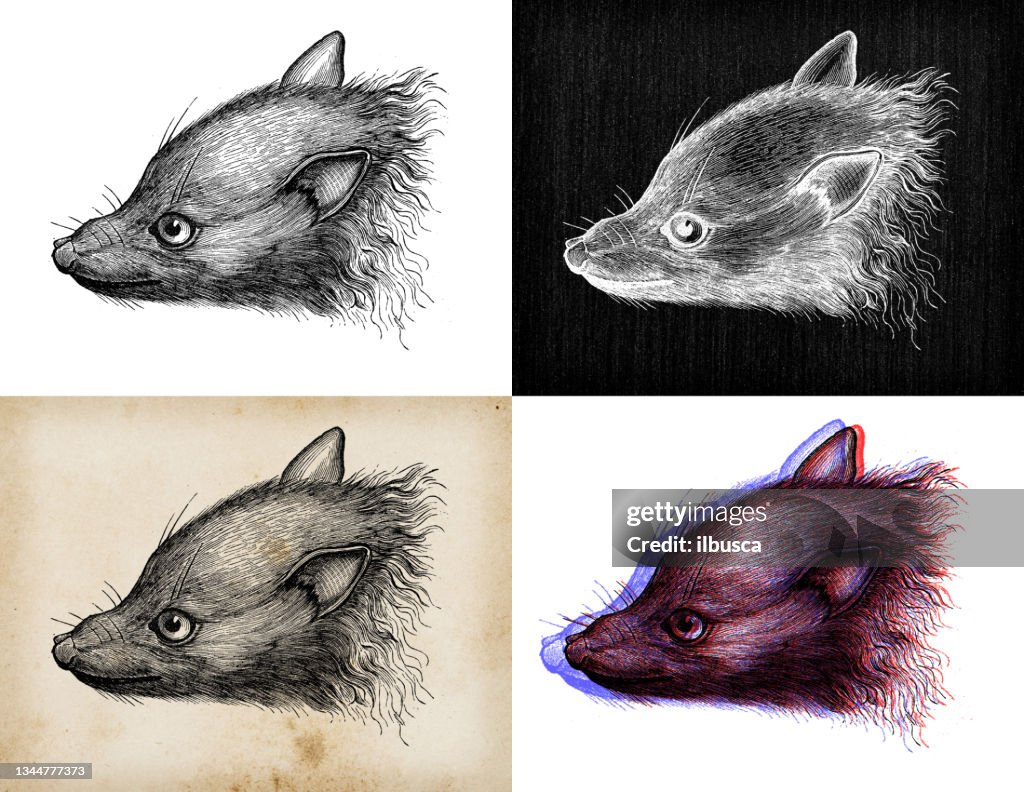 Antique animal illustration: grey-headed flying fox (Pteropus poliocephalus)