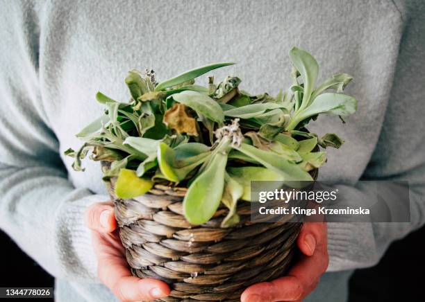 plant care - lifehack stock-fotos und bilder