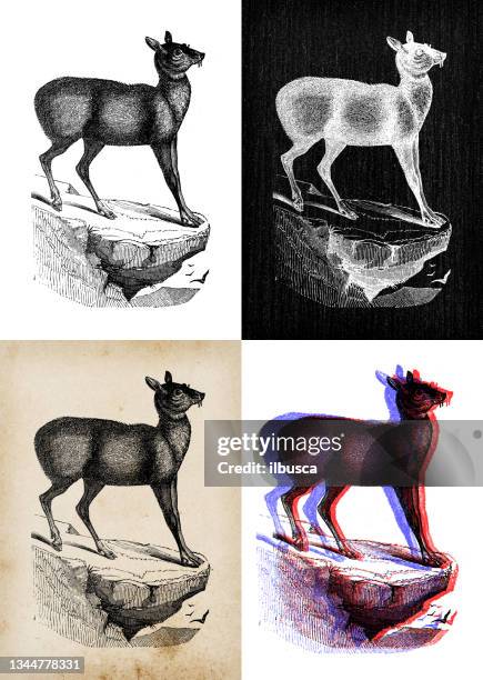 antique animal illustration: siberian musk deer (moschus moschiferus) - moschus moschiferus stock illustrations