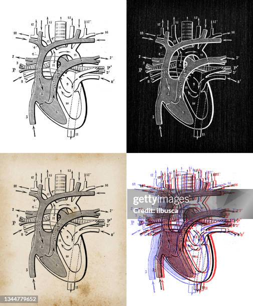 antique illustration: heart diagram - diagram of the heart stock illustrations