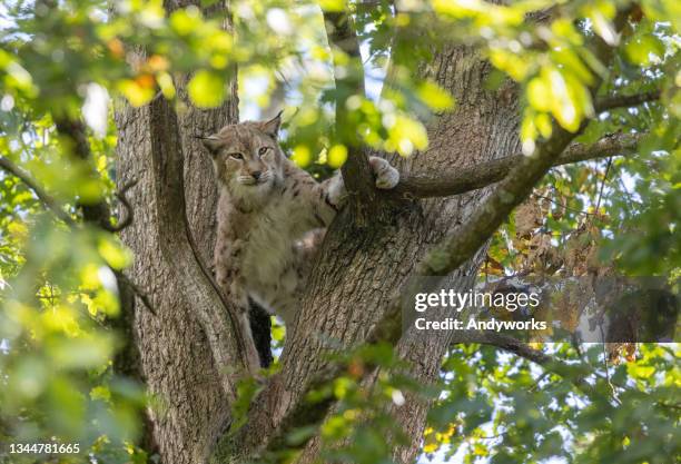 eurasian lynx - bobcat stock pictures, royalty-free photos & images