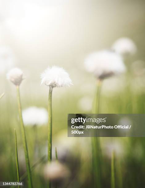 close-up of white flowering plant on field,hopfgarten in defereggen,austria - hopfgarten stock pictures, royalty-free photos & images