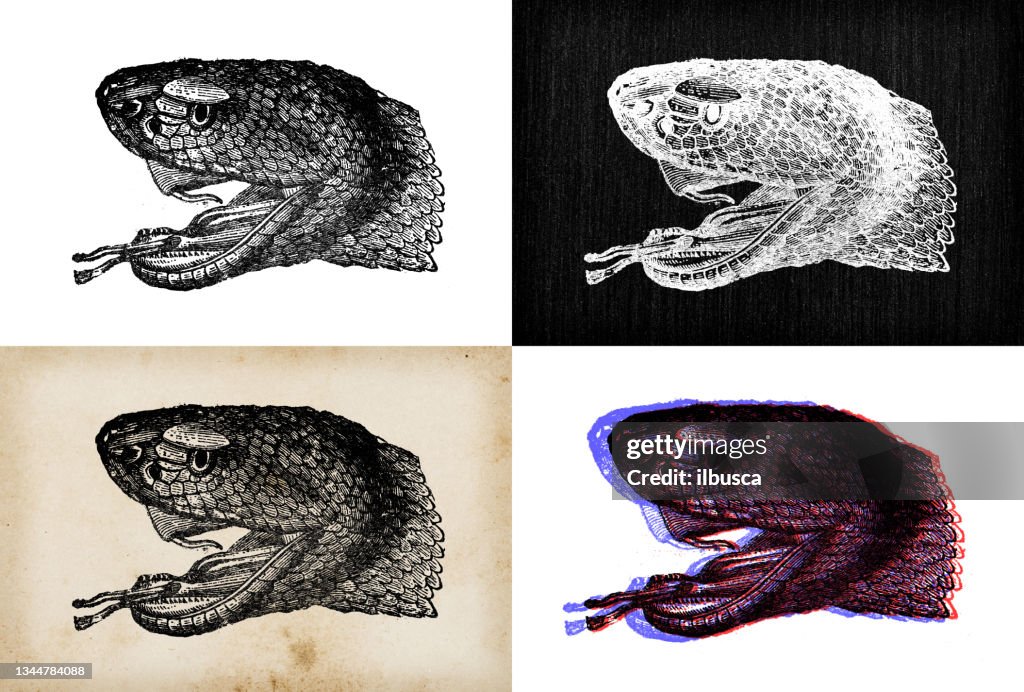 Antique animal illustration: rattlesnake (Crotalus atrox)