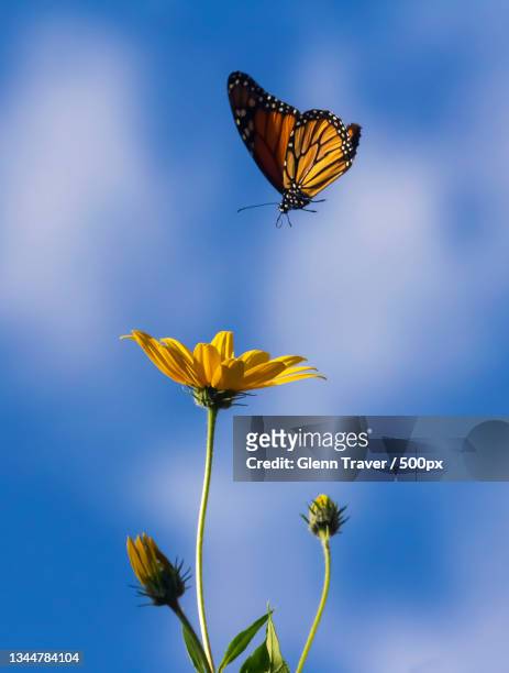 close-up of butterfly pollinating on flower,hanover township,pennsylvania,united states,usa - butterfly cocoon stockfoto's en -beelden