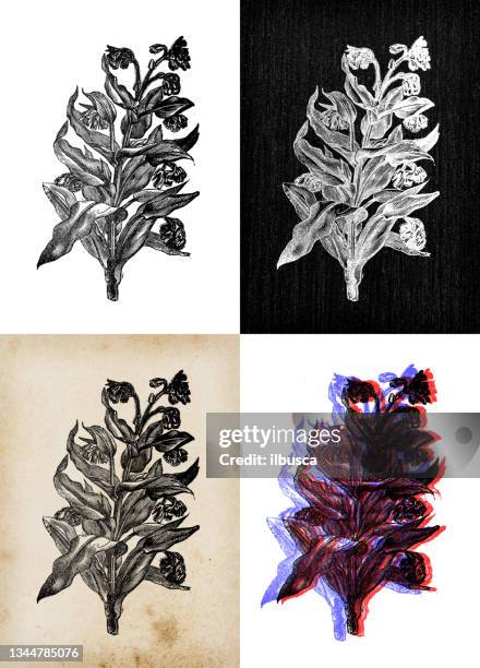 antique botany illustration: cynoglossum officinale, houndstongue, houndstooth, dog's tongue, gypsy flower - cynoglossum stock illustrations