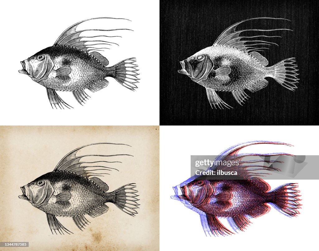 Antike Tierillustration: John Dory (Zeus faber)