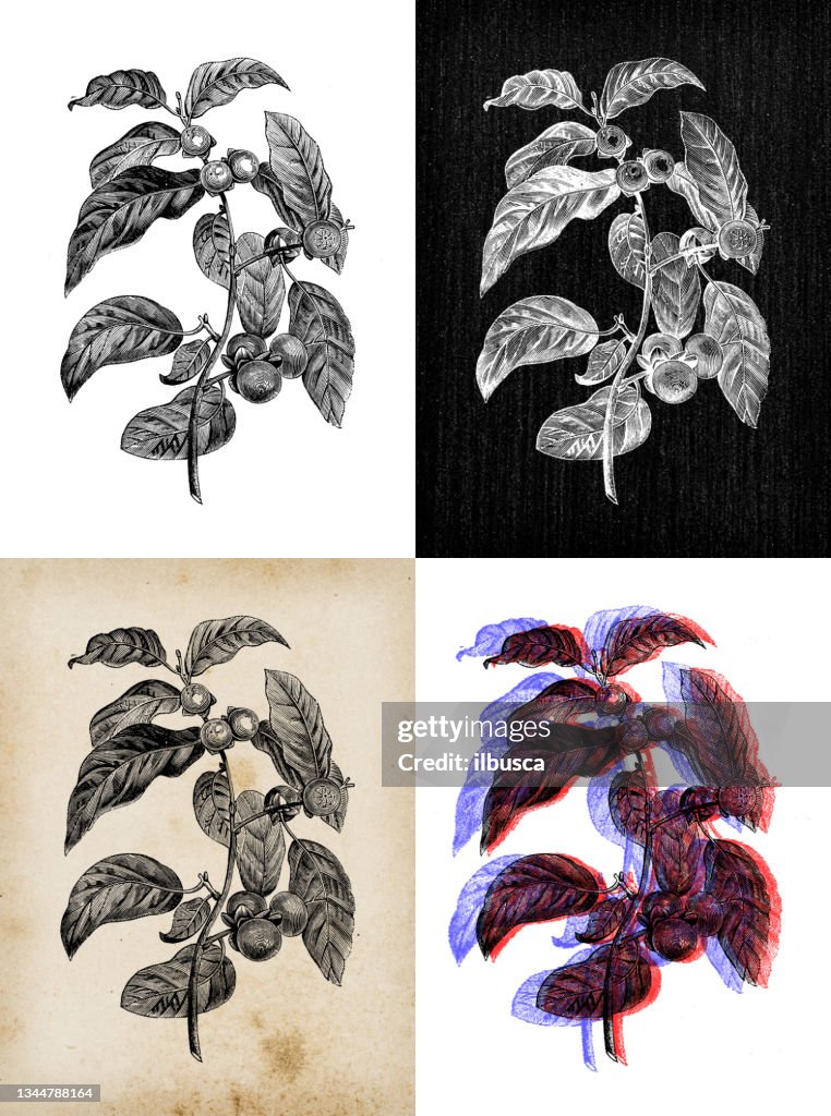 Antique botany illustration: Ebony Diospyros