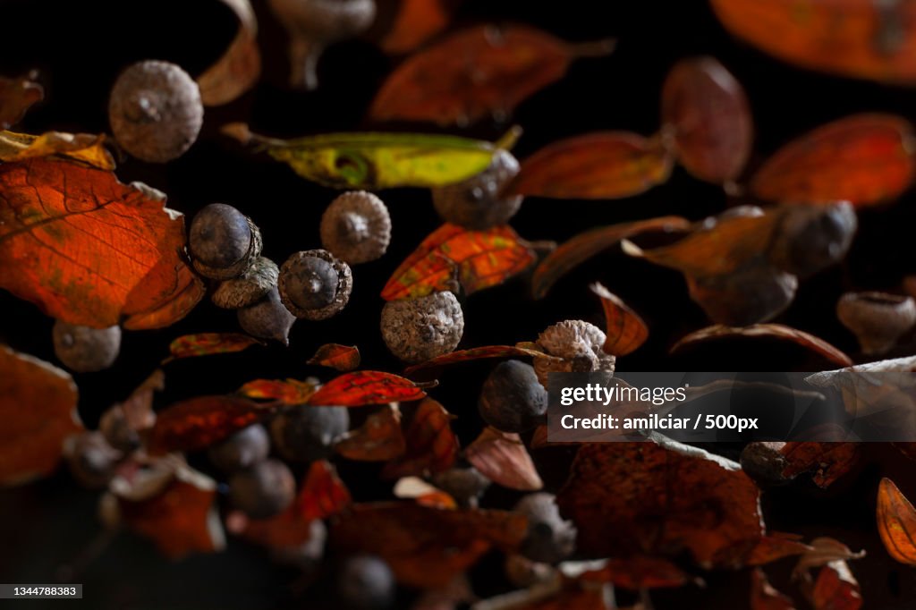 Close-up of dried food on table,Santa Elena,Colombia
