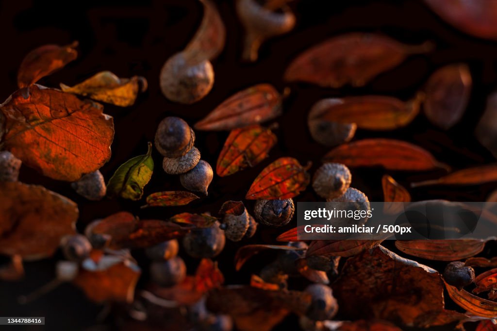 Full frame shot of dried food,Santa Elena,Colombia