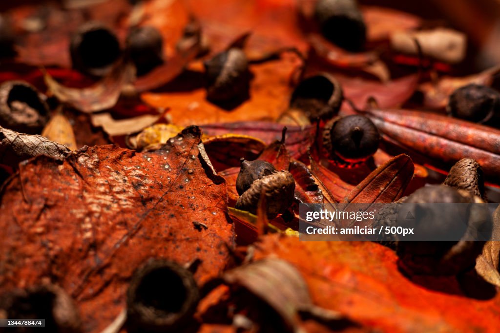 Close-up of insects on wood,Santa Elena,Colombia