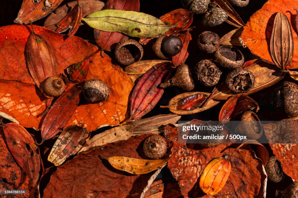 Full frame shot of dried leaves,Santa Elena,Colombia