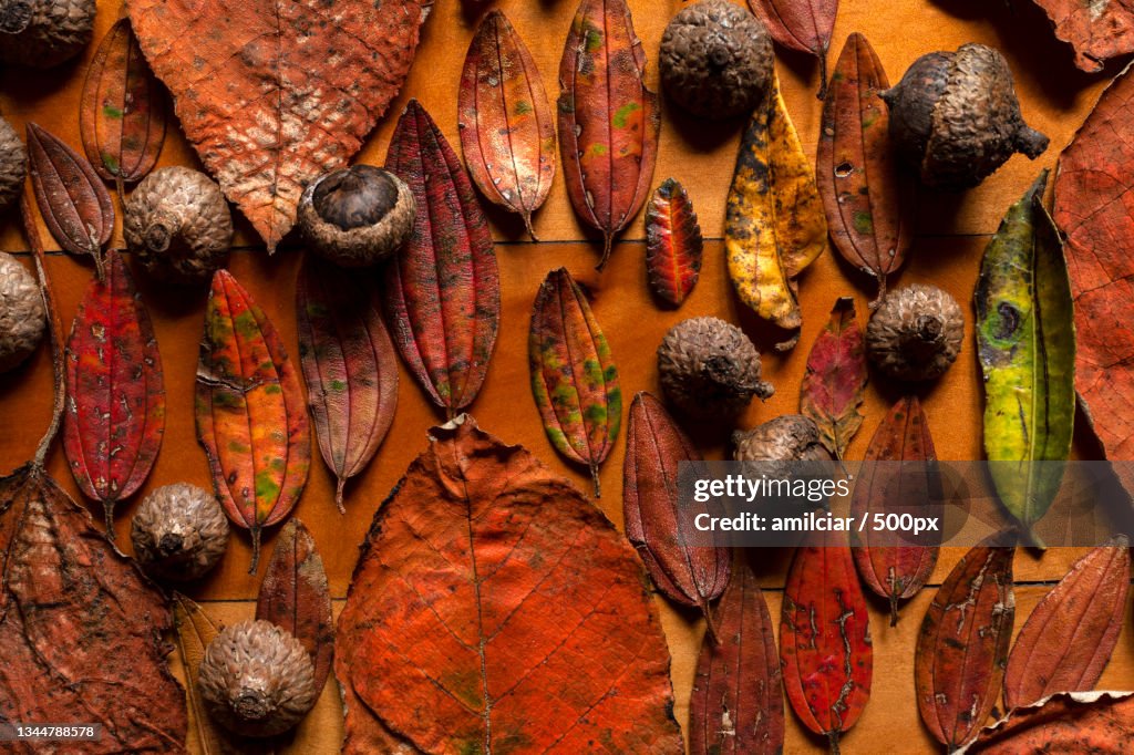 Full frame shot of dried food,Santa Elena,Colombia