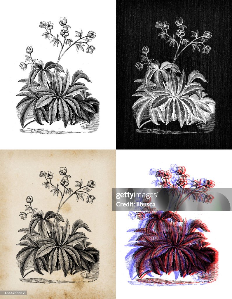 Antique botany illustration: hellebores, Helleborus