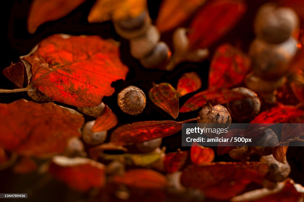 Close-up of dried autumn leaves,Santa Elena,Colombia