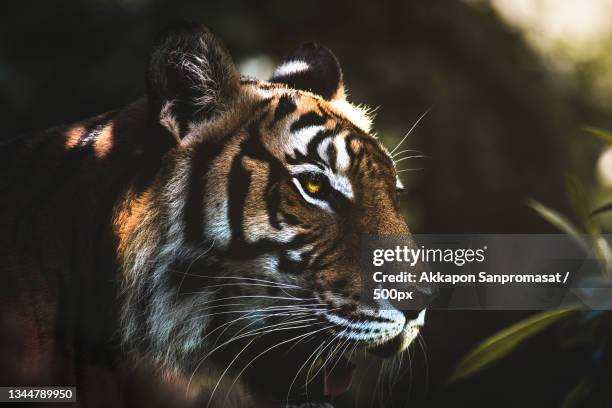 close-up of tiger looking away,thailand - indochinese tiger stock-fotos und bilder