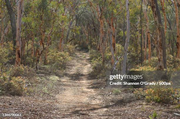 Dry Ridge Forest Dry Forest Photos and Premium High Res Pictures - Getty Images