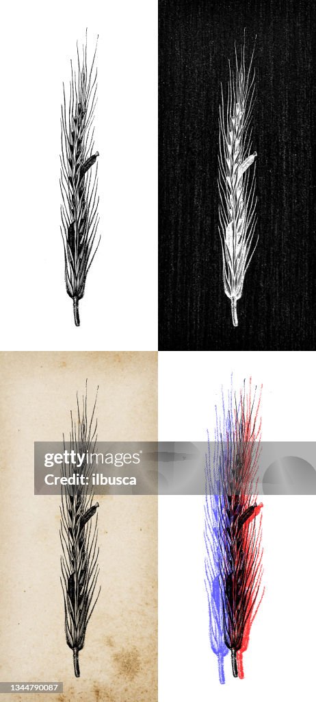 Ergot Vector Antique Botany Illustration Claviceps Purpurea Ergot Fungus High-Res ...