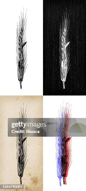 antique botany illustration: claviceps purpurea, ergot fungus - claviceps purpurea stock illustrations