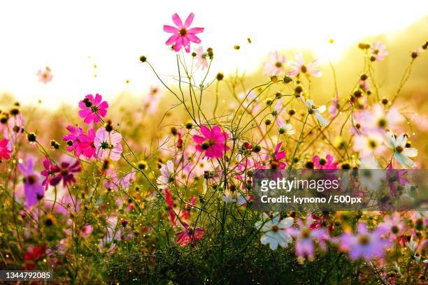 close-up of pink flowering plants on field - cosmos flower stock pictures, royalty-free photos & images
