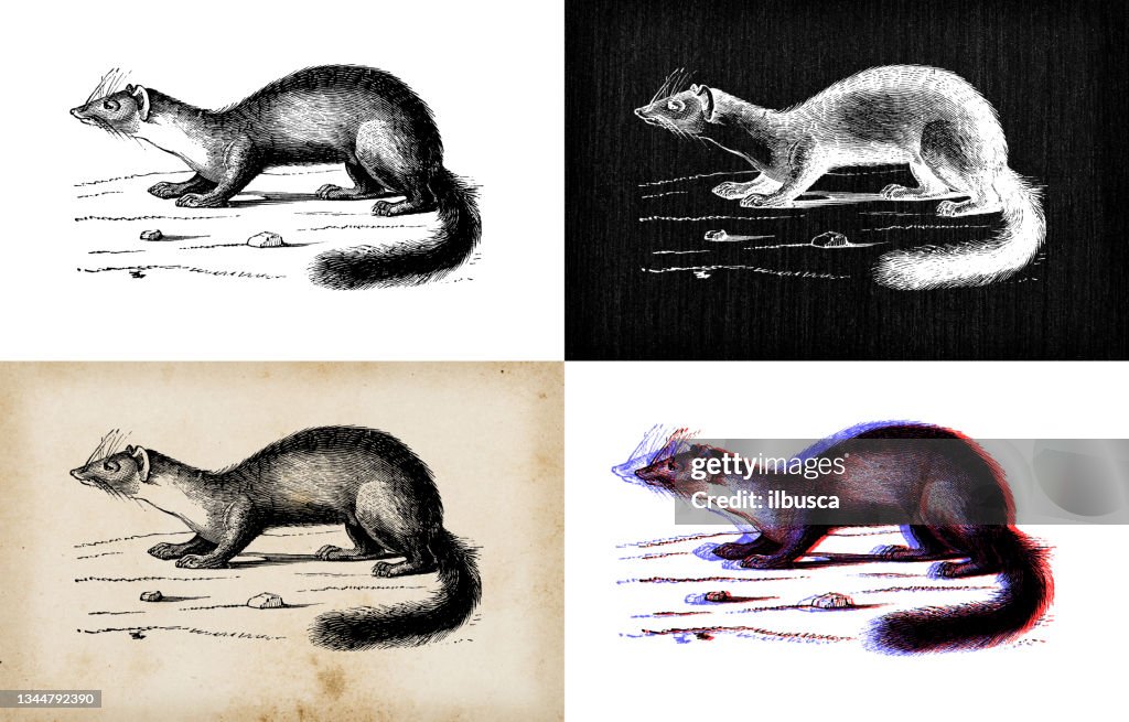 Antique animal illustration: beech marten (Martes foina)