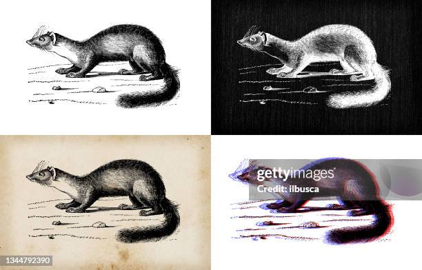 antique animal illustration: beech marten (martes foina) - weasel family stock illustrations