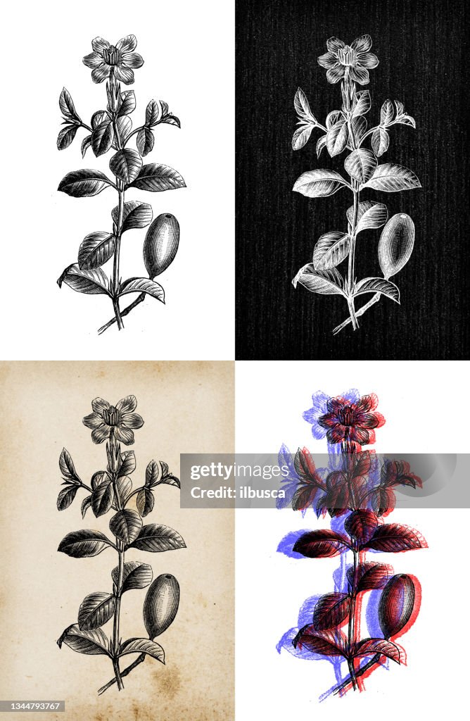 Antique botany illustration: Gardenia jasminoides, gardenia, cape jasmine