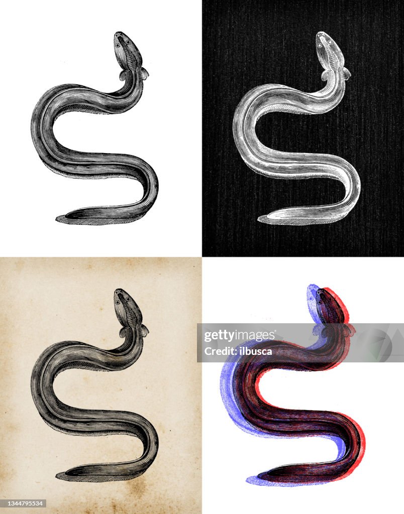Illustration d’animaux anciens: anguille électrique (Electrophorus electricus)
