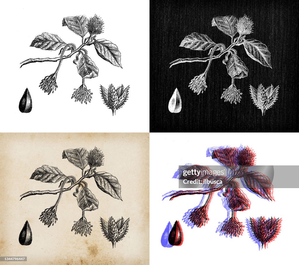 Antique botany illustration: Fagus sylvatica, European beech