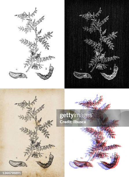 stockillustraties, clipart, cartoons en iconen met antique botany illustration: indigofera tinctoria, true indigo - indigo plant