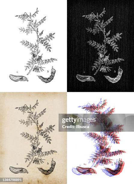 antique botany illustration: indigofera tinctoria, true indigo - indigofera tinctoria stock illustrations