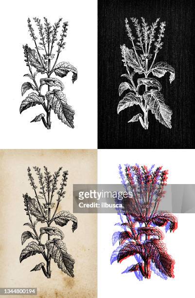 antique botany illustration: salvia pratensis (meadow clary, meadow sage) - sage 幅插畫檔、美工圖案、卡通及圖標