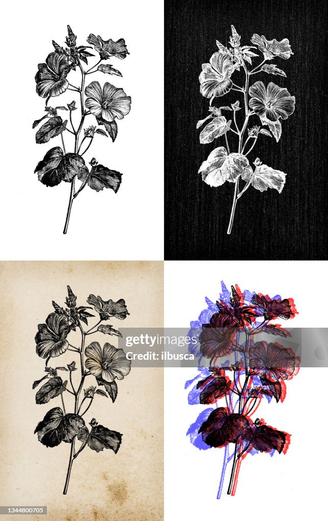 Antique botany illustration: Lavatera trimestris, annual mallow, rose mallow