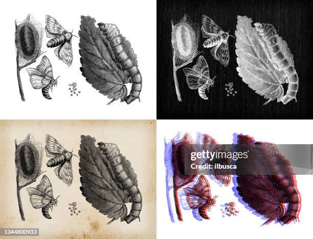 antique animal illustration: bombyx mori, domestic silkmoth - silk moth stock illustrations