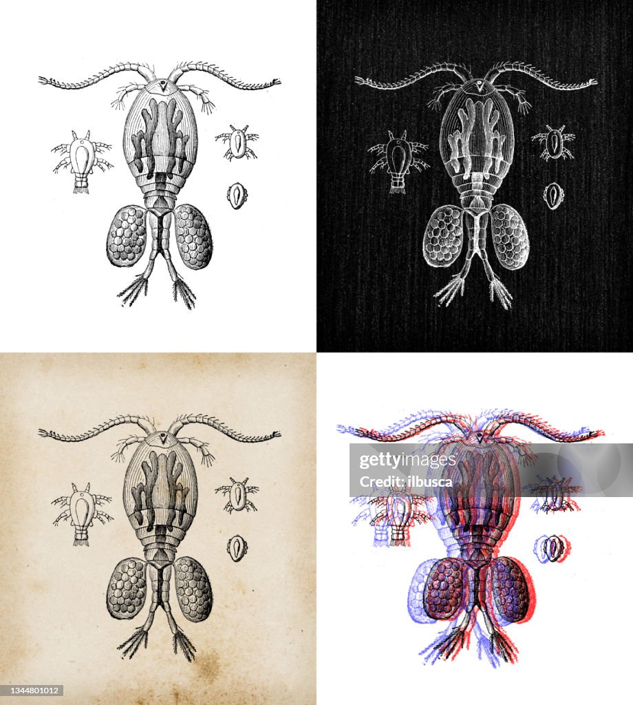 Antique animal illustration: Cyclop female with eggs