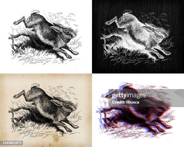 antique animal illustration: hare - multiple rabbits stock illustrations