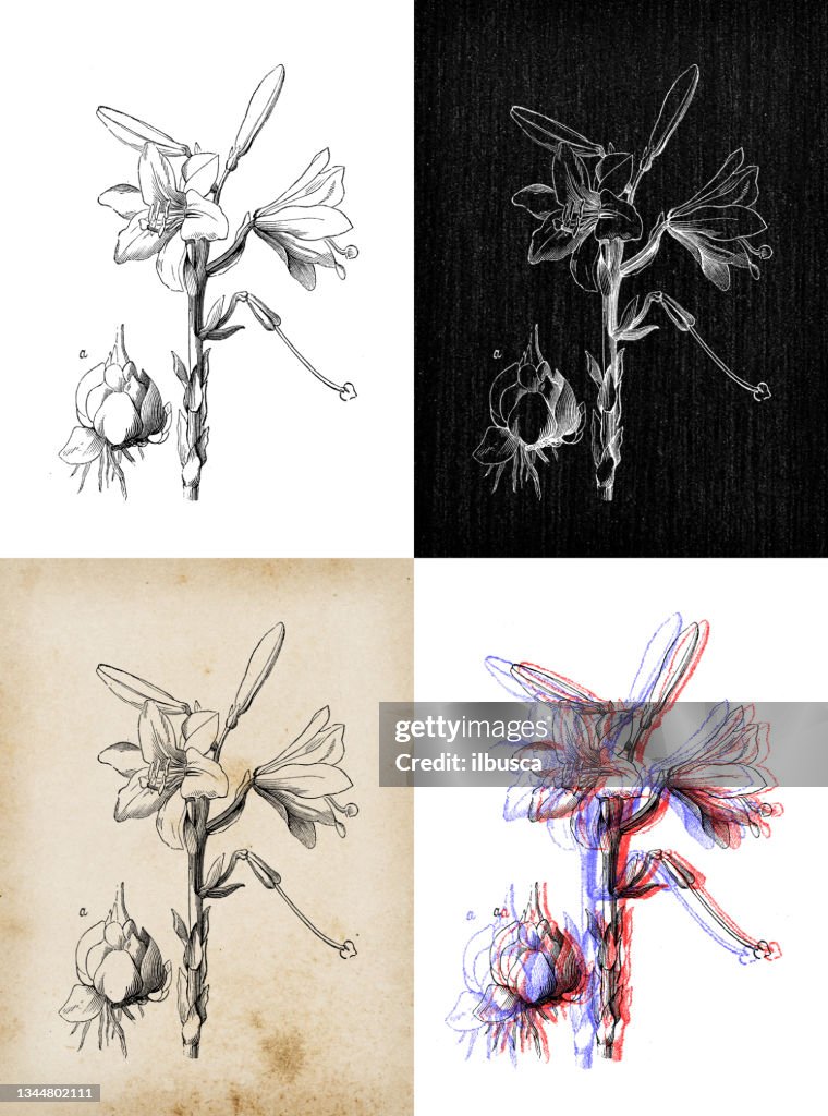 Antique botany illustration: White lily