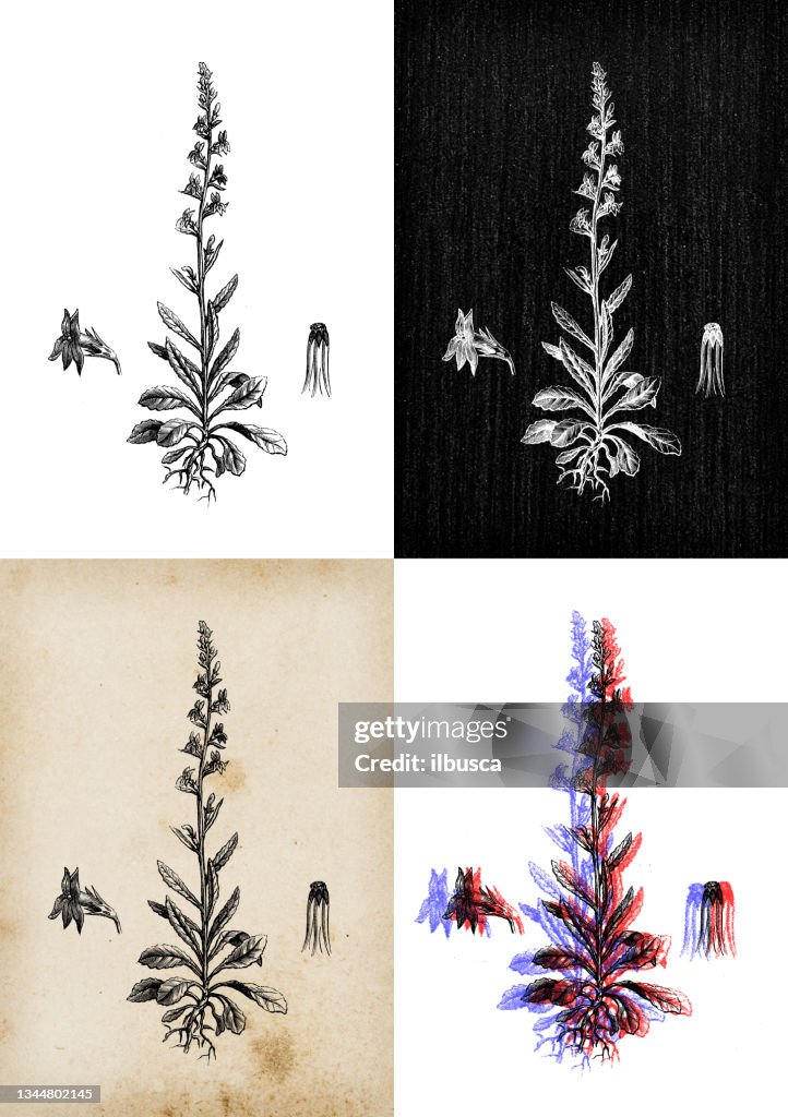 Antique botany illustration: Lobelia urens, heath lobelia, acrid lobelia
