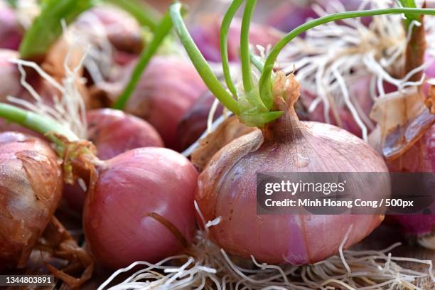 close-up of onions on field,france - onion field stock pictures, royalty-free photos & images