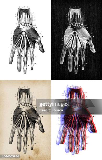 antique illustration: hand muscles - different body types stock illustrations