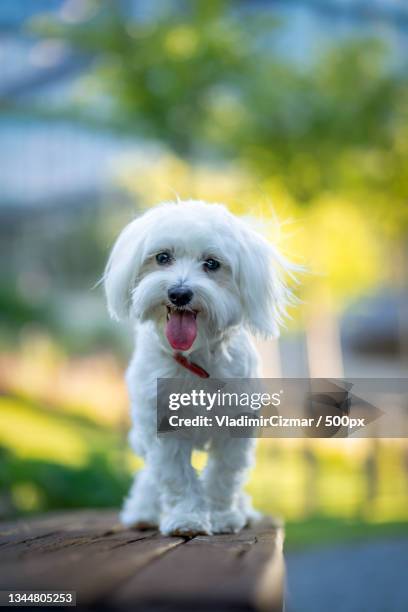 close-up portrait of lap maltese purebred dog sticking out tongue while sitting on bench,brno,czech republic - maltese dog foto e immagini stock