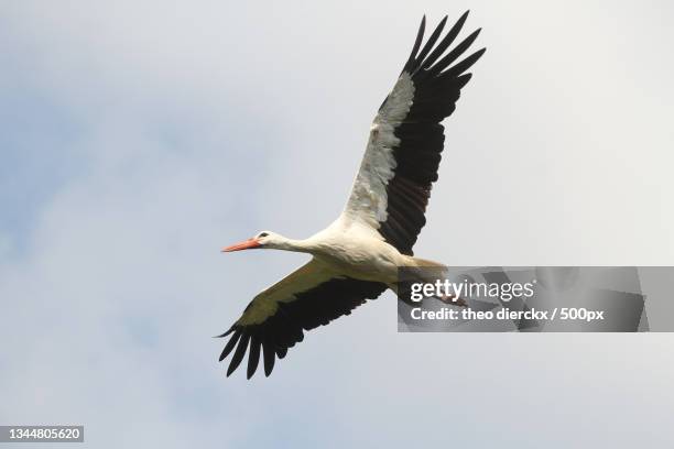low angle view of bird flying against sky - ooievaar stockfoto's en -beelden