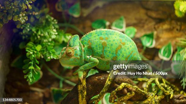 close-up of chameleon on plant,phu quoc,kien giang,vietnam - insel phu quoc stock-fotos und bilder