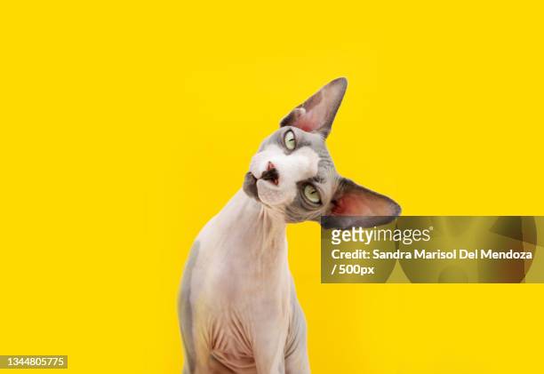 funny sphynx cat tilting head side isolated on yellow background - sans poils photos et images de collection