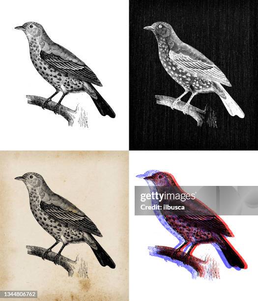 antique animal illustration: song thrush (turdus philomelos) - turdus stock illustrations